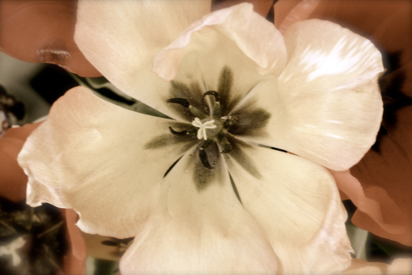 White_Big_Flower